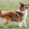 lifestyle of a dog outdoors
